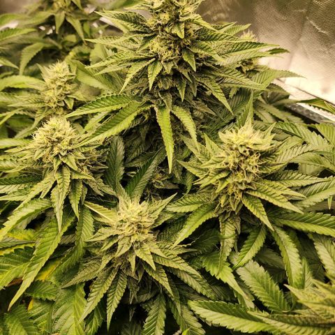 the Bloodrager growlog timeline photo
