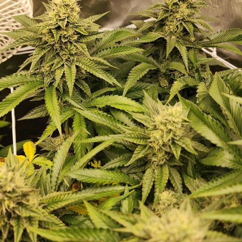 the Bloodrager growlog timeline photo