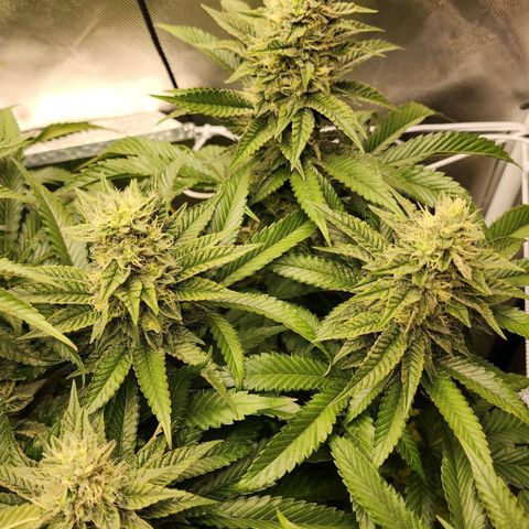 the Bloodrager growlog timeline photo