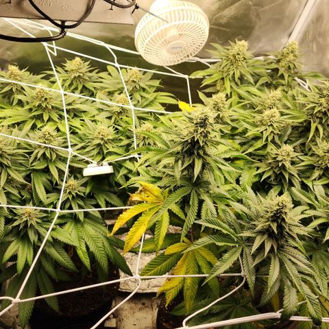 the Kineticist growlog timeline photo