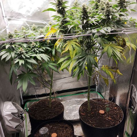 the Kineticist growlog timeline photo
