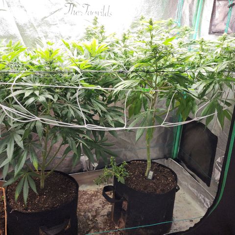 the Esoteric (Magus) growlog timeline photo