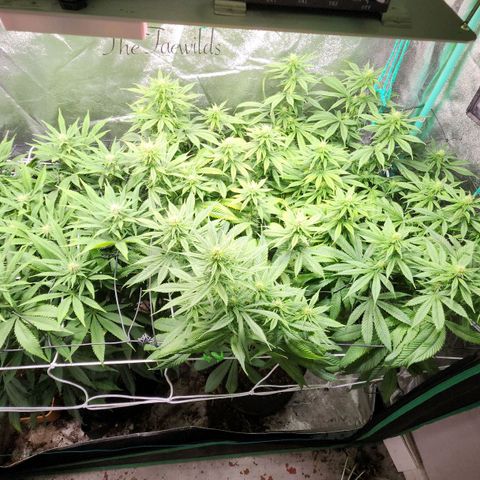 the Esoteric (Magus) growlog timeline photo