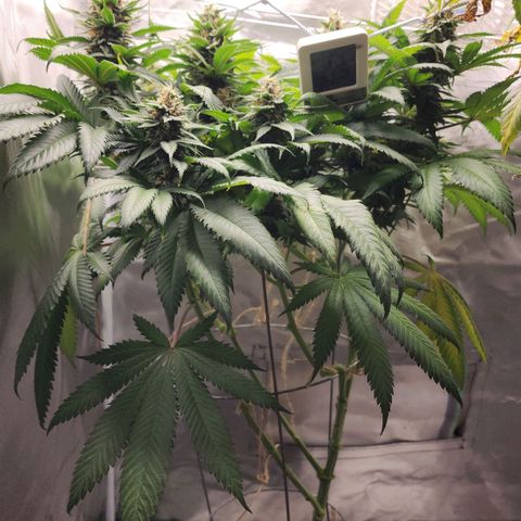 the Kineticist growlog timeline photo