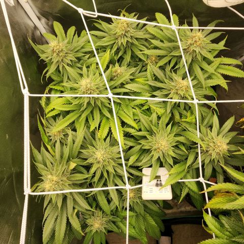 the Kineticist growlog timeline photo