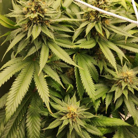 the Kineticist growlog timeline photo