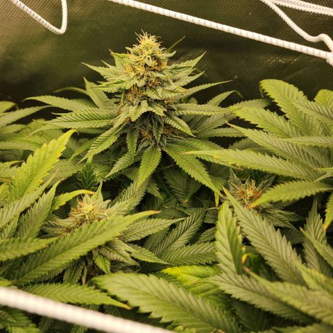 the Kineticist growlog timeline photo