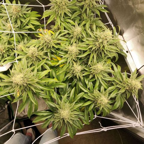 the Bloodrager growlog timeline photo