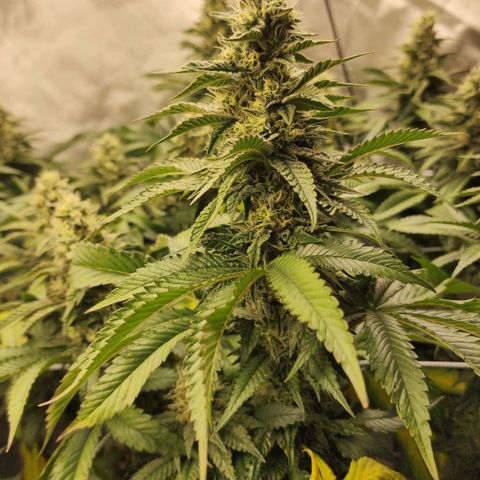 the Bloodrager growlog timeline photo