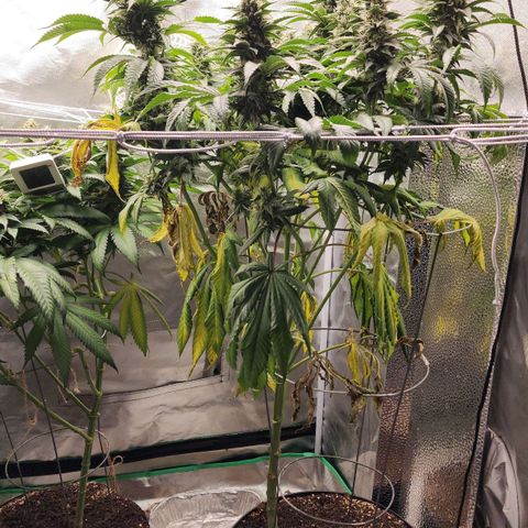 the Bloodrager growlog timeline photo