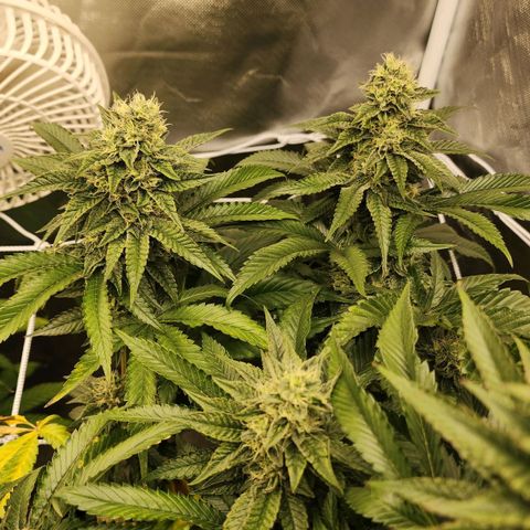 the Bloodrager growlog timeline photo