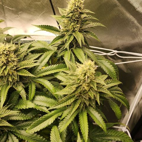 the Bloodrager growlog timeline photo