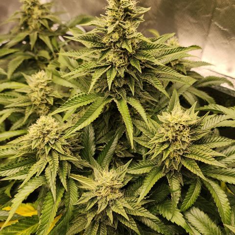 the Bloodrager growlog timeline photo