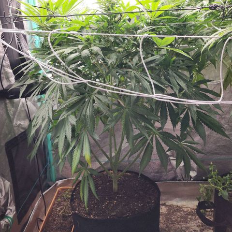 the Esoteric (Magus) growlog timeline photo