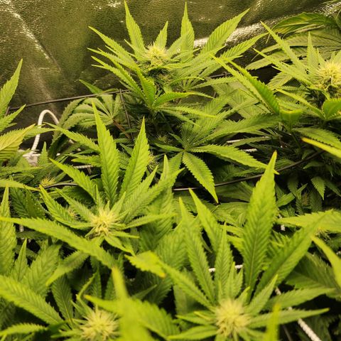 the Esoteric (Magus) growlog timeline photo