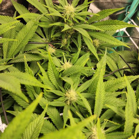 the Esoteric (Magus) growlog timeline photo