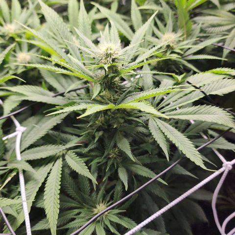 the Esoteric (Magus) growlog timeline photo