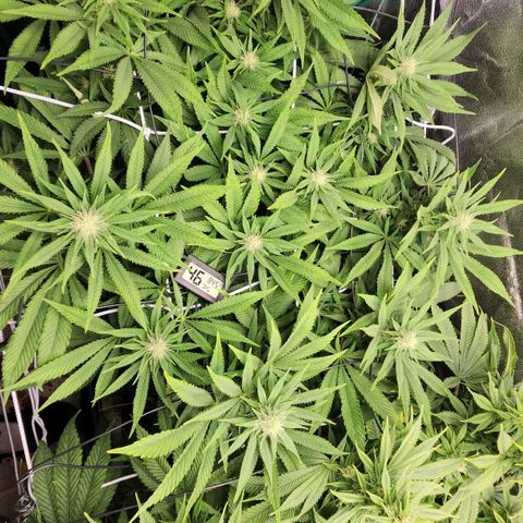 the Esoteric (Magus) growlog timeline photo