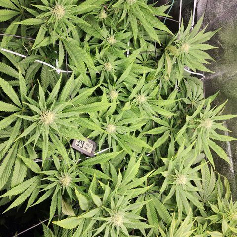 the Esoteric (Magus) growlog timeline photo