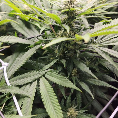 the Esoteric (Magus) growlog timeline photo