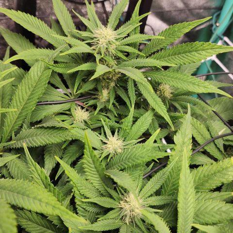 the Esoteric (Magus) growlog timeline photo