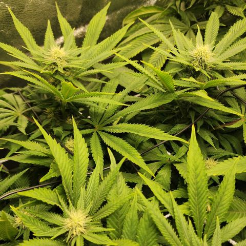 the Esoteric (Magus) growlog timeline photo