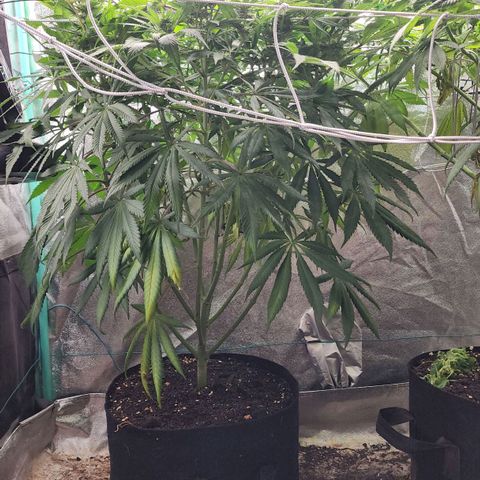 the Esoteric (Magus) growlog timeline photo