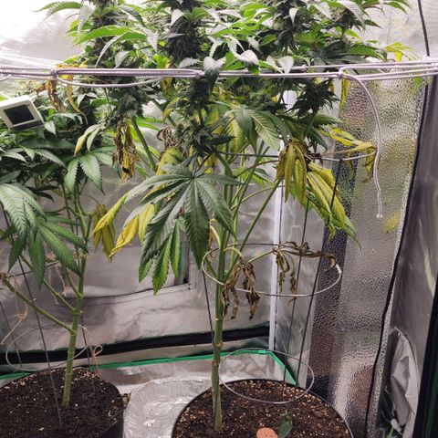 the Bloodrager growlog timeline photo
