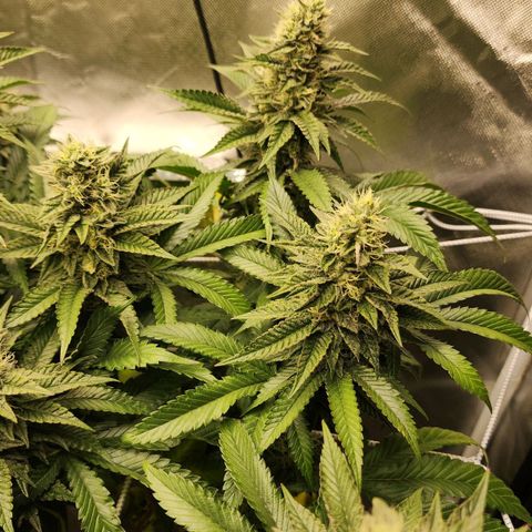 the Bloodrager growlog timeline photo