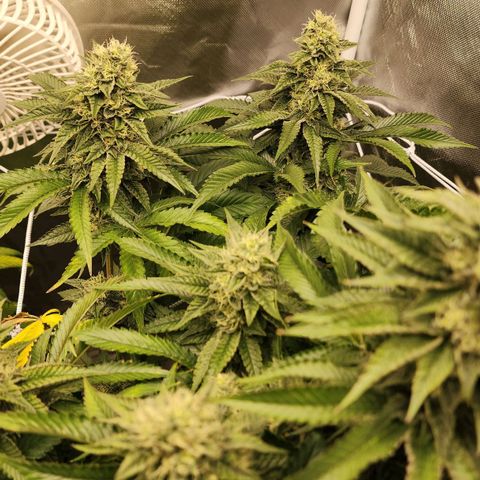 the Bloodrager growlog timeline photo