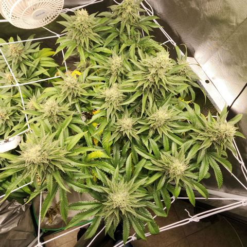 the Bloodrager growlog timeline photo