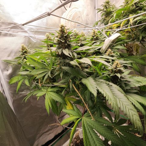 the Kineticist growlog timeline photo