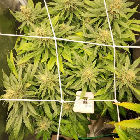 the Kineticist growlog timeline photo
