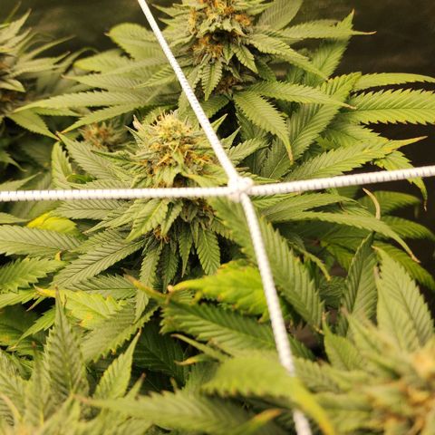 the Kineticist growlog timeline photo