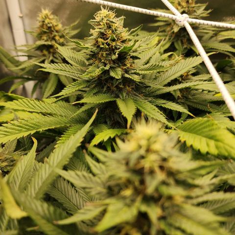 the Kineticist growlog timeline photo