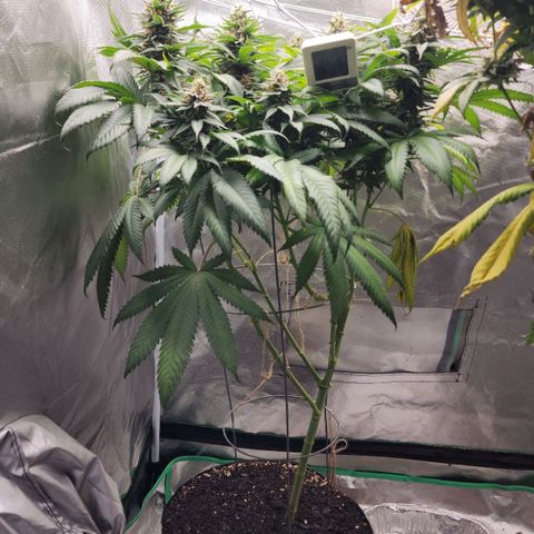 the Kineticist growlog timeline photo
