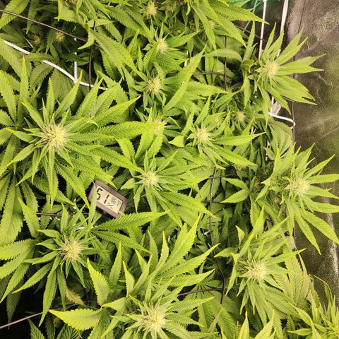 the Esoteric (Magus) growlog timeline photo