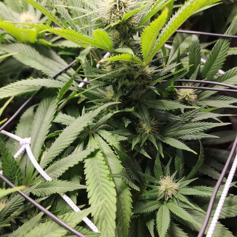 the Esoteric (Magus) growlog timeline photo