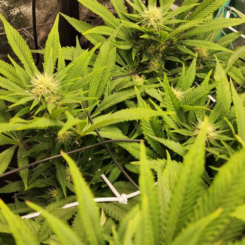 the Esoteric (Magus) growlog timeline photo