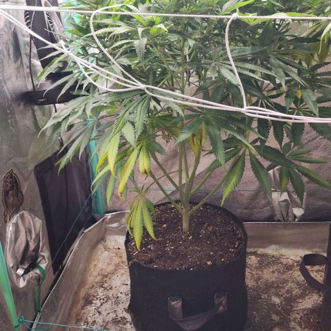 the Esoteric (Magus) growlog timeline photo