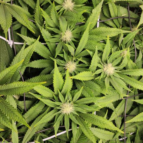 the Esoteric (Magus) growlog timeline photo