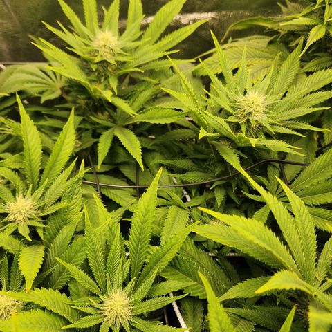the Esoteric (Magus) growlog timeline photo