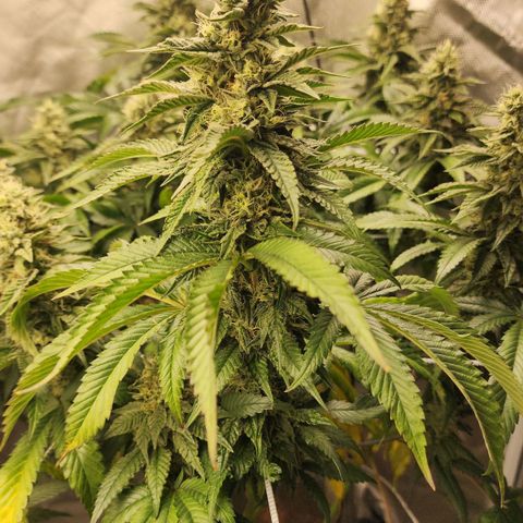 the Bloodrager growlog timeline photo
