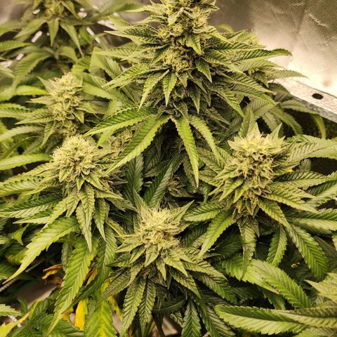 the Bloodrager growlog timeline photo