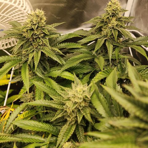 the Bloodrager growlog timeline photo