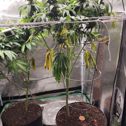the Bloodrager growlog timeline photo