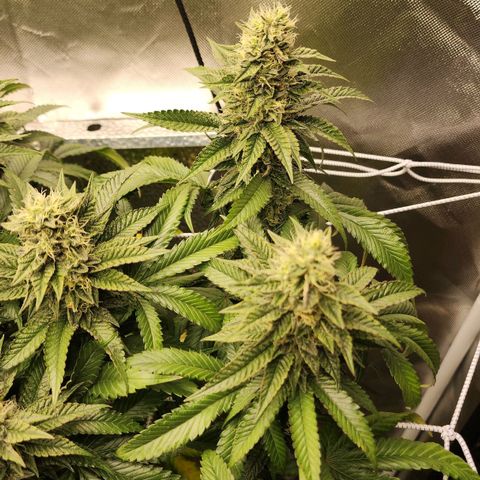the Bloodrager growlog timeline photo