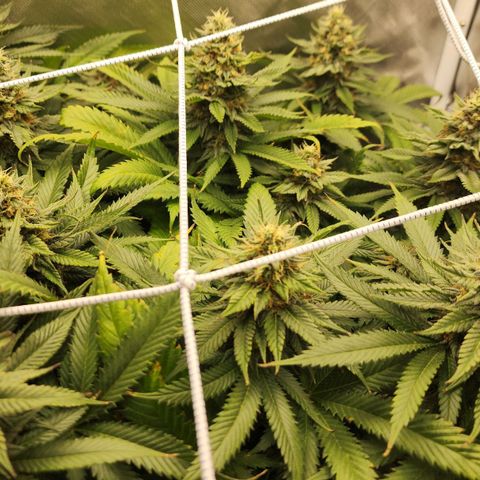 the Kineticist growlog timeline photo