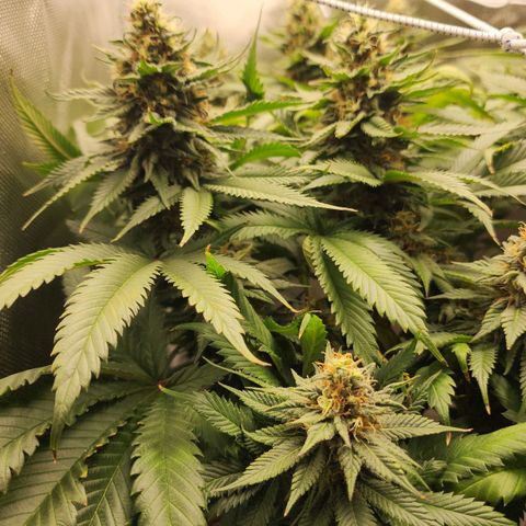the Kineticist growlog timeline photo