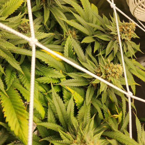 the Kineticist growlog timeline photo